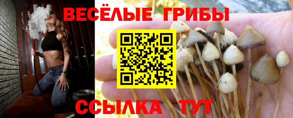 Малоярославец  Псилоцибиновые грибы ЛСД  Вход с VPN 